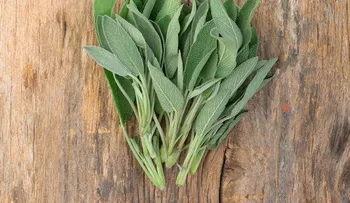 Plantas medicinales para regular la menstruación