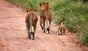 Fábula de los tres leones