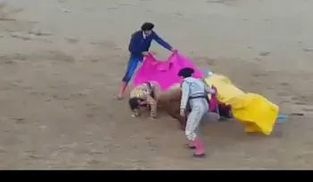 Toro arranca cuero del caco a torero 