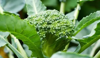 Los tallos y hojas del brócolis son más sanos que la flor: pruébalo...