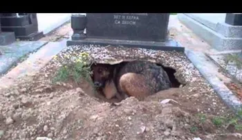Fiel a su dueño hasta después de la muerte...la razón te harás llorar ! (VIDEO)