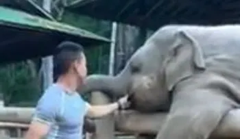 Elefante golpea a su cuidador para exigirle jugar con él