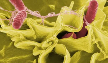 Brote de salmonella: lo que usted necesita saber