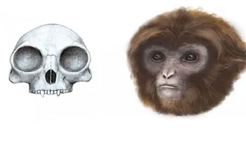 Se completa la cadena evolutiva: científicos descubren un nuevo ancestro humano 