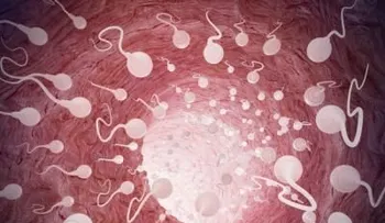 Crean espermatozoides funcionales a partir de células madre