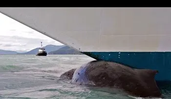 Un marinero salta de la cubierta de un petrolero para salvar a una ballena enredada