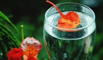 10 razones para beber clorofila