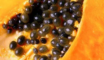 Los beneficios que no te habían dicho de las semillas de papaya