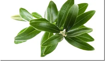 Combate los derrames cerebrales, la hipertensión y el alzhéimer gracias a esta hoja