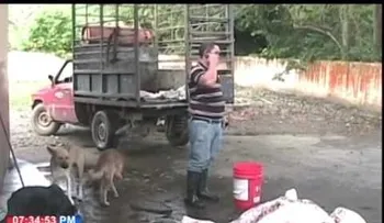 Clausuran matadero en La Vega donde perros comían carne de cerdo que luego sería vendida