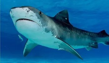 Medio Ambiente prohíbe la captura y venta de tiburones