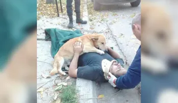 La imagen viral de Tony, el perro no abandonó a su dueño tras un accidente