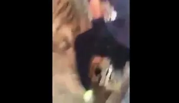 Un tigre ataca a un hombre que intenta jugar con él