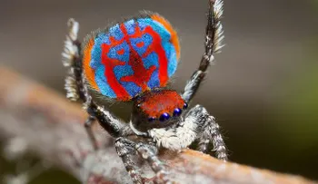 El animal más mortífero de Australia no se arrastra ni tiene ocho patas