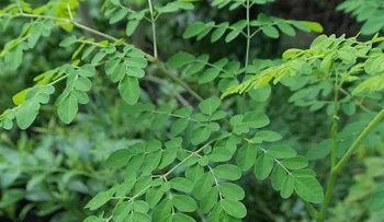 Moringa: El árbol poderoso que controla el peso, te da una piel sana, combate la fatiga y el colesterol 