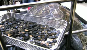Tortuga se comió 915 monedas que los turistas le lanzaron en Tailandia