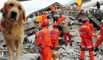 Pasos para proteger a tu mascota en un terremoto