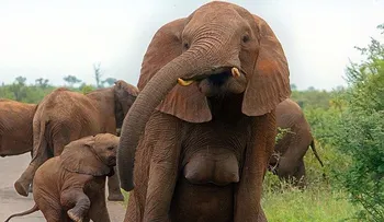 Elefanta sin brasier sorprende en Sudáfrica