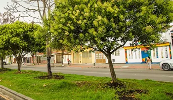 Alcaldía de Bogotá enfrenta escrutinio por tala de más de 3.000 árboles