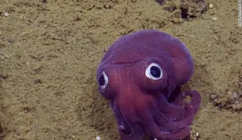 Este calamar de ojos saltones es el descubrimiento más tierno del océano