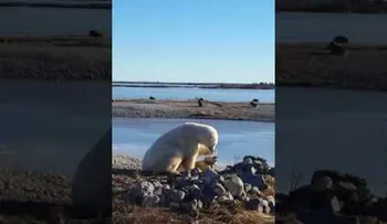 Un oso polar acaricia a un perro de trineo
