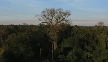 Se buscan colosos de la Tierra: el concurso paraguayo para encontrar árboles gigantes