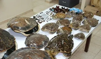 Medio Ambiente exhorta a comprar accesorios de concha de tortuga Carey