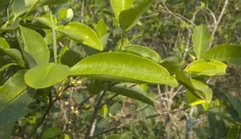 El chocolate de hoja de coca, más sano y sin azúcar, se presenta en Foro de Londres