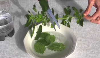 La planta de la eterna juventud: esta planta nutre, cura y regenera todas tus células de pies a cabeza 