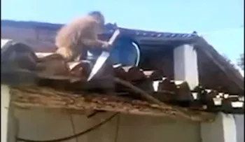 Este mono «borracho» siembra el pánico en un bar con un cuchillo