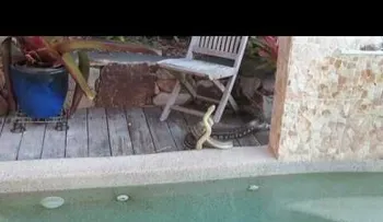 Una feroz batalla entre dos serpientes