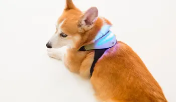 ¿Te gustaría saber lo que piensa tu perro? Este dispositivo podría descifrarlo