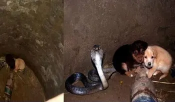 Dos cachorritos cayeron a un hoyo donde estaba una cobra, luego ocurrió algo increíble