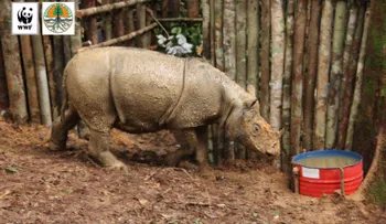 Muere un rinoceronte de Sumatra, semanas después de ser descubierto