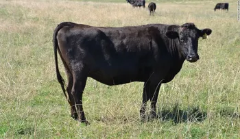 En esta granja alimentan al ganado con chocolate para lograr una carne más sabrosa
