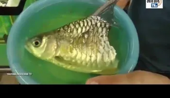 Un pez que sobrevive sin la mitad del cuerpo encontró casa y dueño (VIDEO)