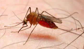 Científicos estudian anticuerpos para crear una vacuna contra malaria