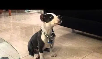 "Sansón", el perro más inteligente del mundo