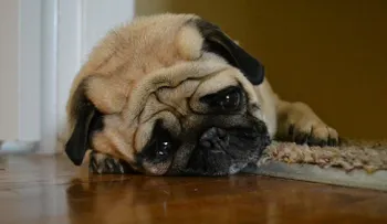10 momentos que tu perro odia de ti