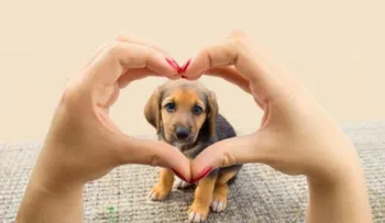 ¡Toma nota! Sigue estos tips para elegir a la mascota perfecta