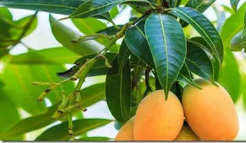 Trata la diabetes con hojas de mango...Solo tiene que hacer esto