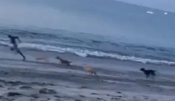 Intenta patear a un perro y el karma lo castiga de inmediato