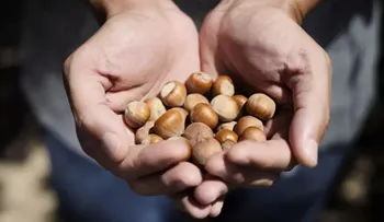 Nueces, almendras y avellanas para la sexualidad!           