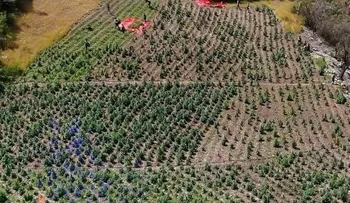 DNCD desmantela dos plantaciones de marihuana en Azua y arresta a una persona