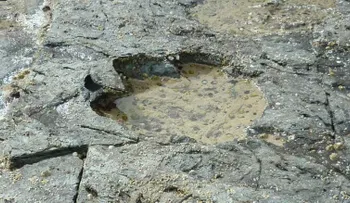 Desentierran huellas de dinosaurios en Escocia