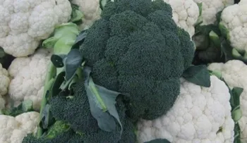 Brócoli y coliflor: Tus aliados para bajar de peso