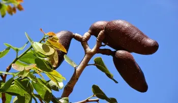 Algorrobo, "mierda en cajeta" o cualquier otro nombre de acuerdo al país, rica en sustancias antioxidantes 