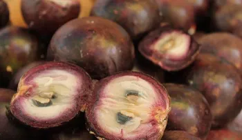 Mangostino: la fruta con beneficios milagrosos; antioxidante, ayuda a perder peso, trata el colesterol y te protege el corazón