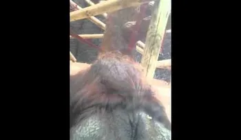 Orangután besa y acaricia vientre de mujer embarazada (VIDEO)