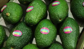 Oro verde: el aguacate le deja más ganancias a México que los hidrocarburos